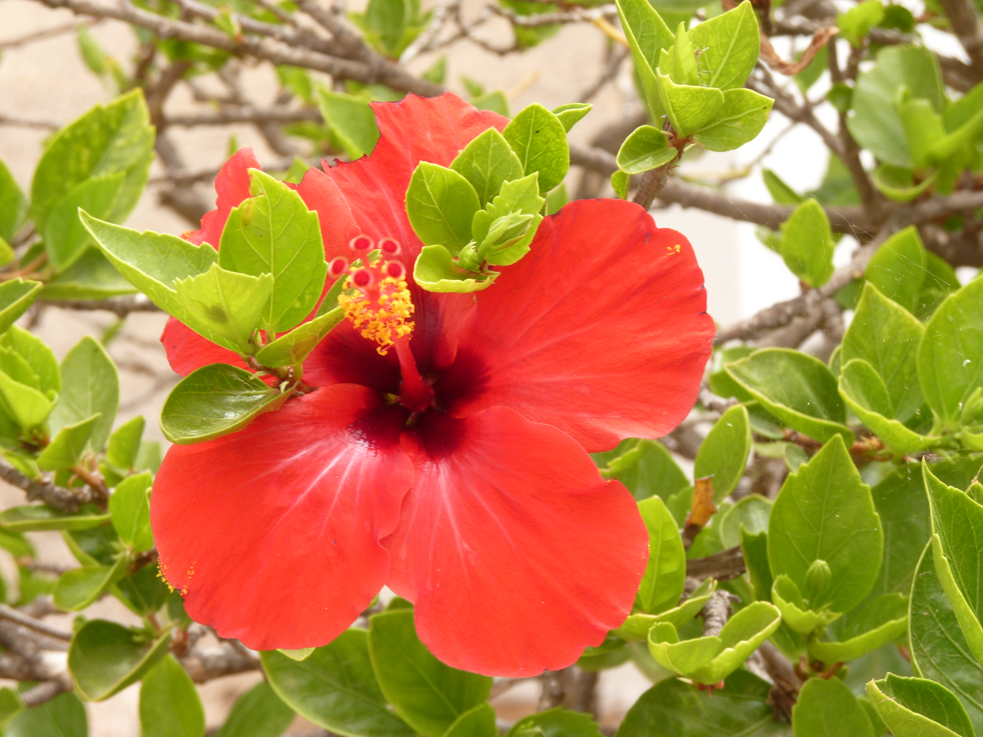 No s'ha trobat l'arxiu